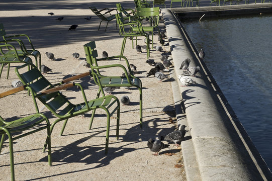 pigeons au jardin des Tuileries, Paris, France