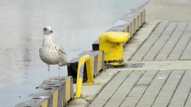 Junge Silberm&ouml;we im Ostseehafen Ustka