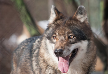 wolf portrait