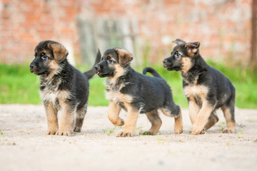 Three german shepherd puppies paying in the yard