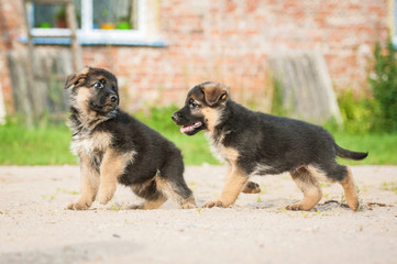 Two german shepherd puppies paying in the yard