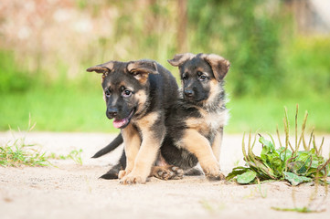 Two german shepherd puppies paying in the yard