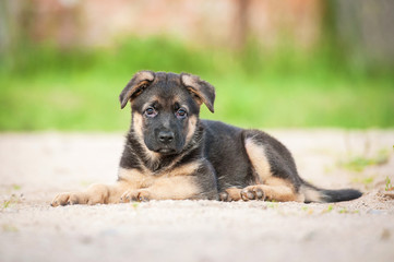 German shepherd puppy lying in the yard