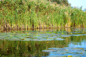 Obraz premium Landscape image of a small river reedy and old trees