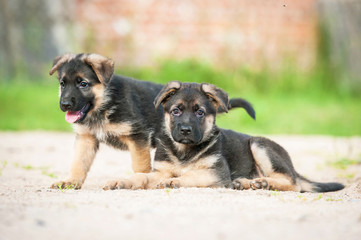 Two german shepherd puppies paying in the yard