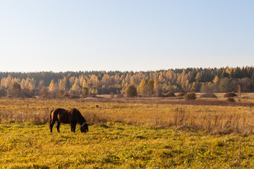 Rural landscape at autumn