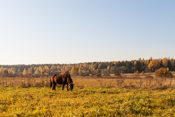 Obraz premium Rural landscape at autumn