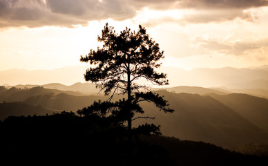 magical sunset with tree