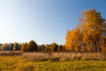 Fototapeta premium Golden fall