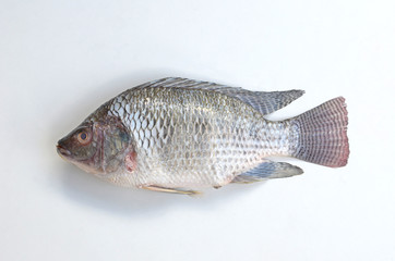 one nile tilapia fish on white ground