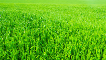 green grass background