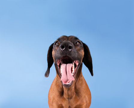 Hund mit offenem Maul