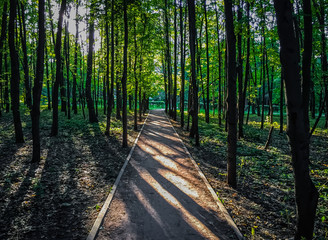Obraz premium Forest at sunset