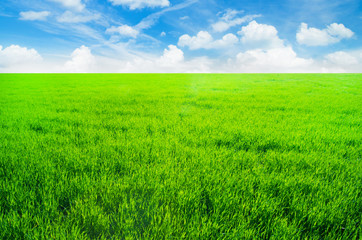 Background image of lush grass field under blue sky