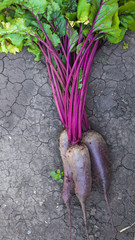 Three fresh organic beets