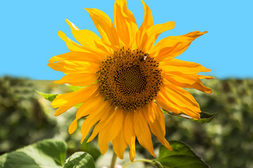 blooming of sunflower