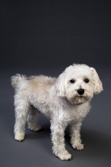 Dog on Gray Background