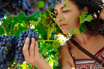 Women picking bunch of grapes