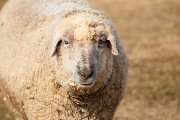 羊のポートレート