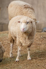 羊のポートレート