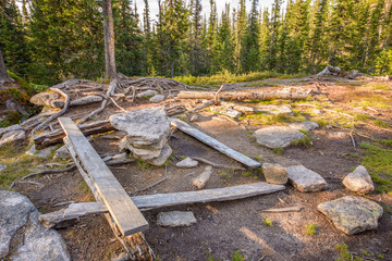 spruce forest on the hillside
