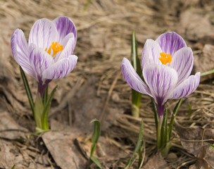 Obraz premium White crocuses