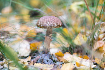 boletus edulis