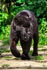 Foto op Canvas Zwarte Jaguar - Mooie en elegante kat die naar de camera loopt © ryanladbrook