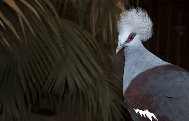 western crowned pigeon