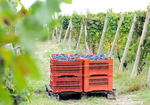 Harvesting Grape