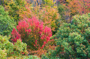 Close up view of red, green and yellow-colored fall trees