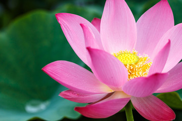 Obraz premium 蓮の花
