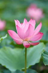 Fototapeta premium 蓮の花