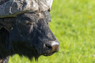 african buffalo detail