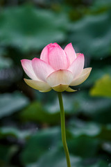 Obraz premium 蓮の花