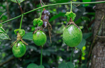 passion Fruit on tree