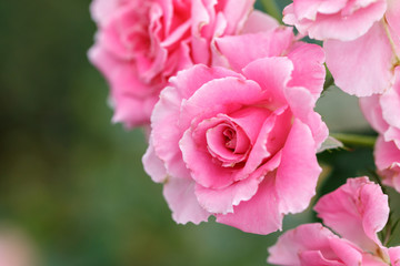 薔薇の花