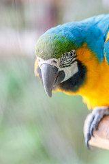 ルリコンゴウインコ