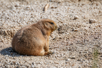 プレーリードッグ