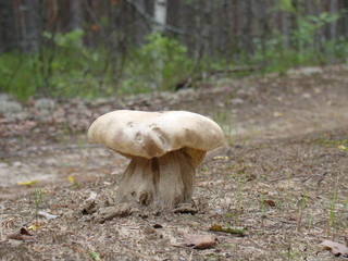 mushroom in the middle of road