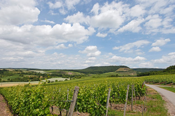 Fototapeta na wymiar beautiful, peaceful landscape with vineyards and hills