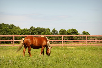 Рыжая лошадь в леваде