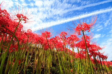 青空と彼岸花