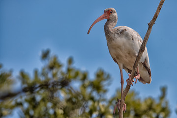 Juvenile American White Ibis