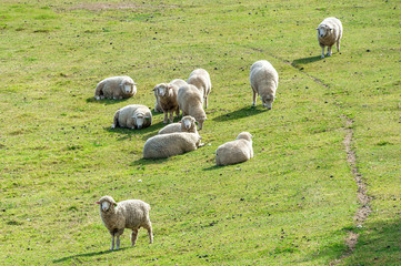 Obraz premium Sheeps