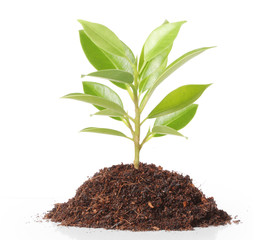 Green sprout growing