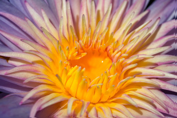 Fototapeta premium Nymphaea