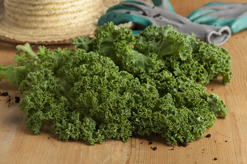 Fresh picked curly kale