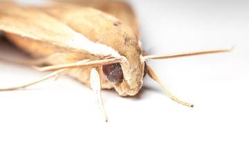 Rhagastis acuta