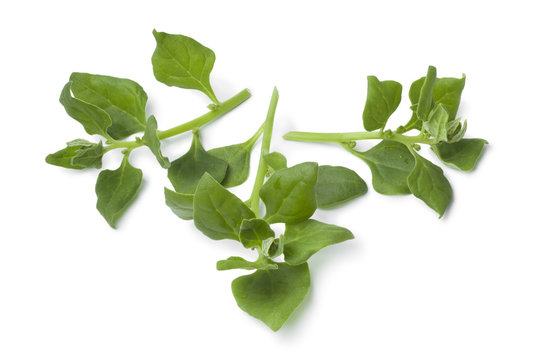 Fresh New Zealand spinach leaves